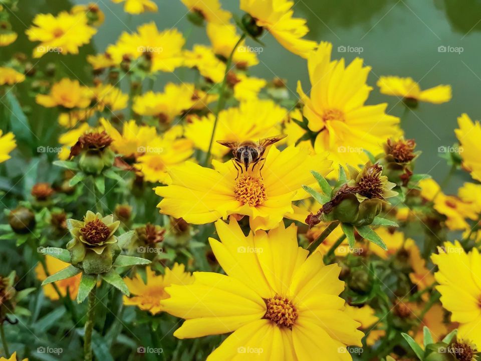 Honeybee perched and enjoying sweet nectar and contributing to the process of pollination