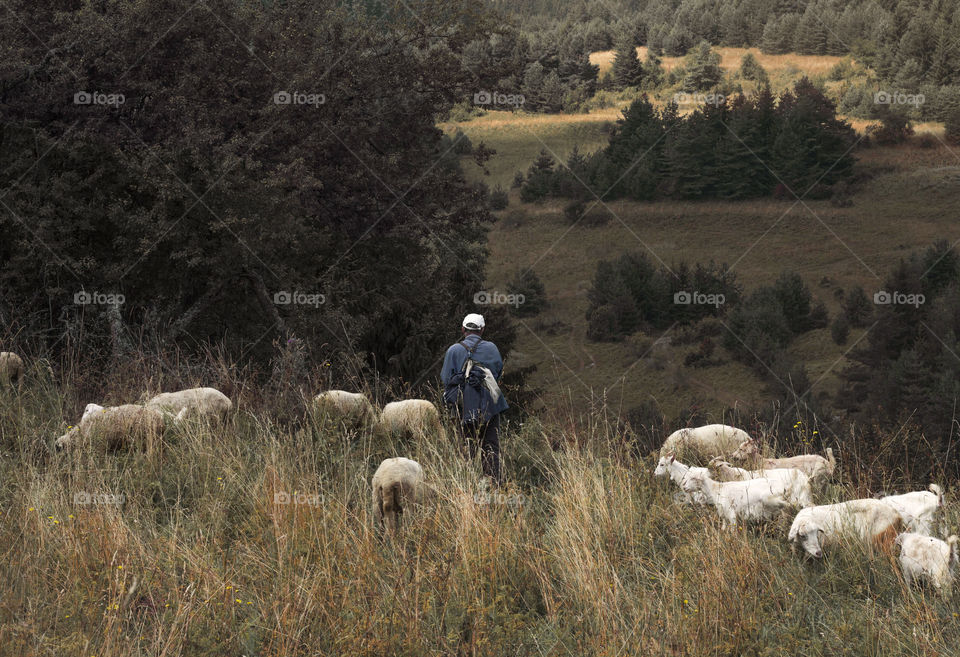 Aman and sheeps in the mountain