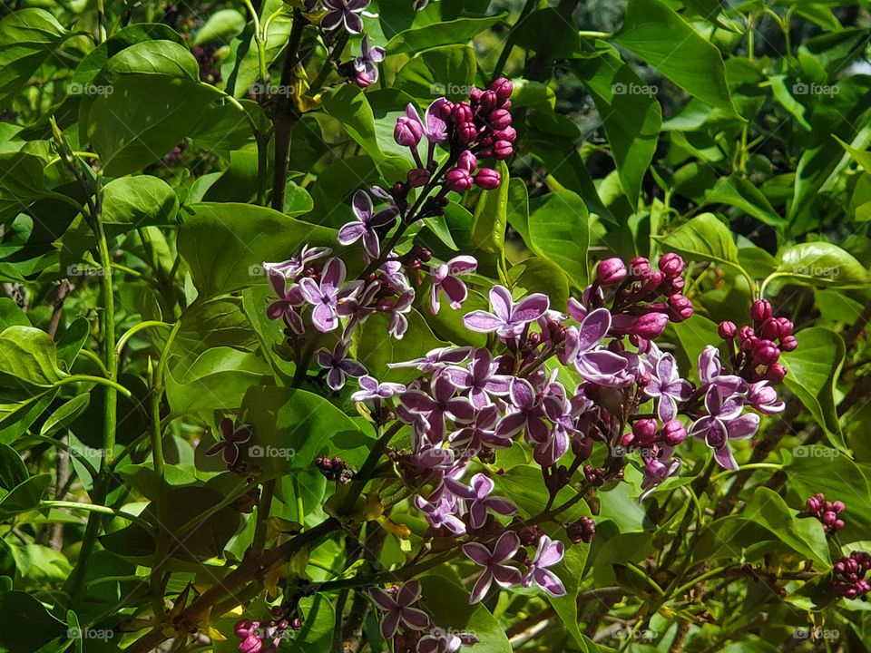 Purple Lilac Bush