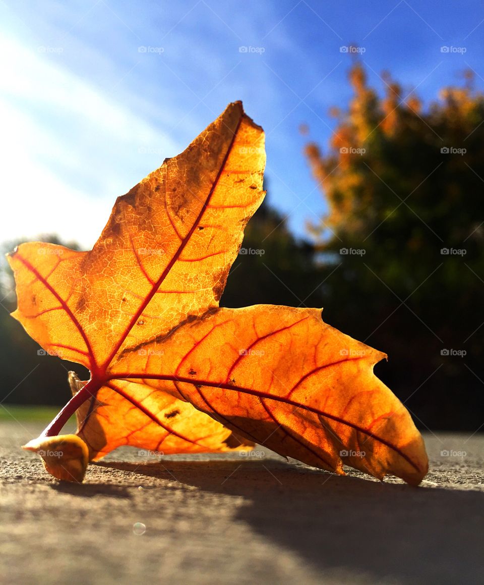 Close up of a fallen leaf on an early autumn sunny day. 