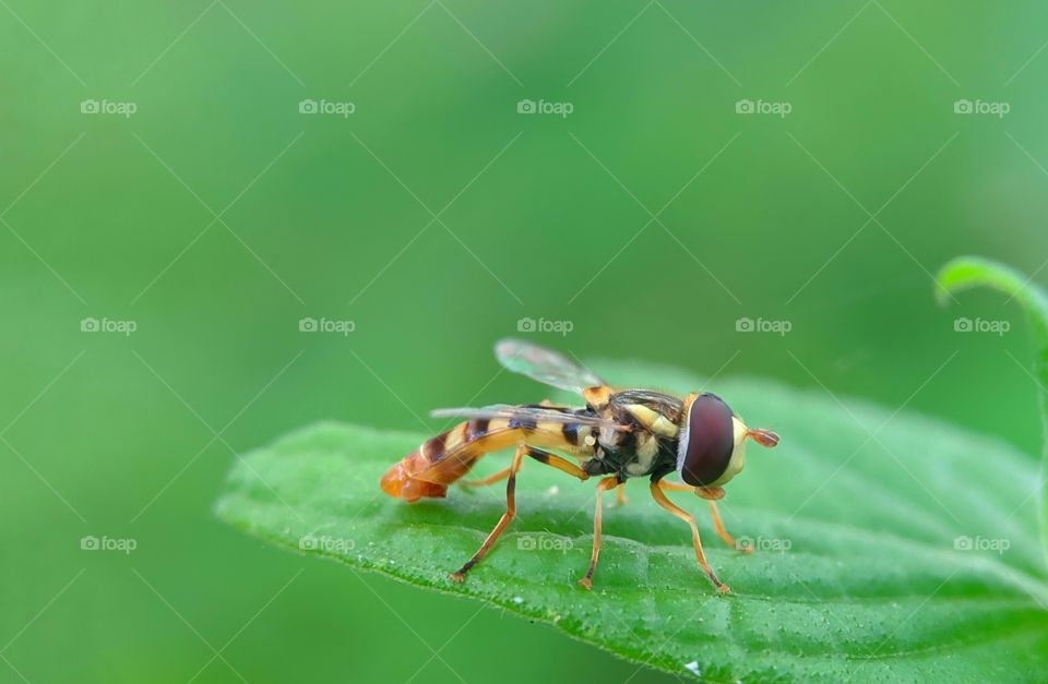 yellow shouldered hover fly green leaf