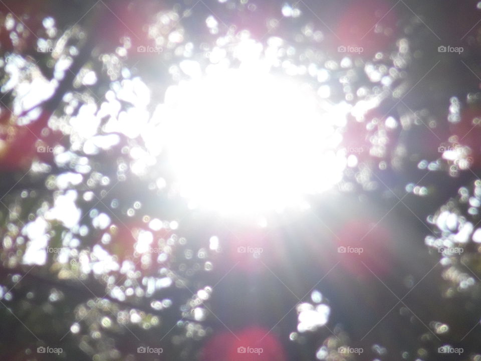 sun through the trees