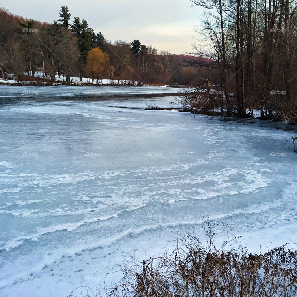 Arum this morning along my favorite pond and trail. 