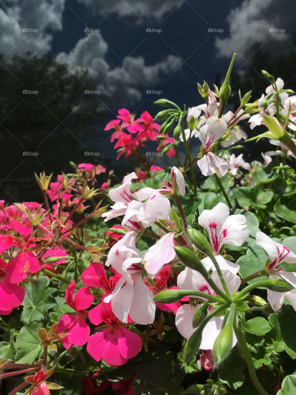 Dark and light pink flowers 