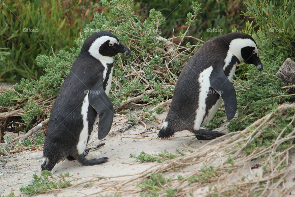 Penguins 