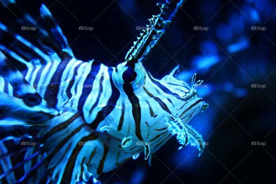 scorpion fish closeup of face