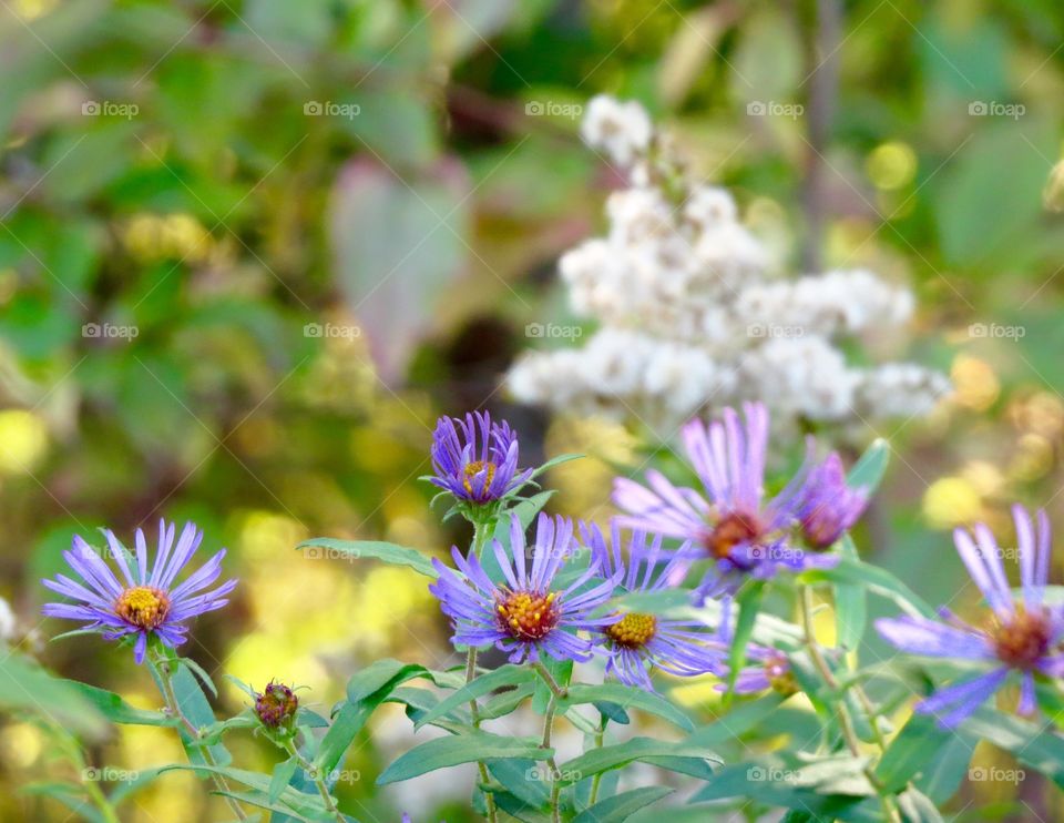 Autumn wildflowers in Michigan
