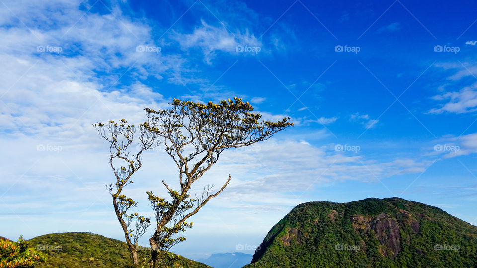 tree on hill top