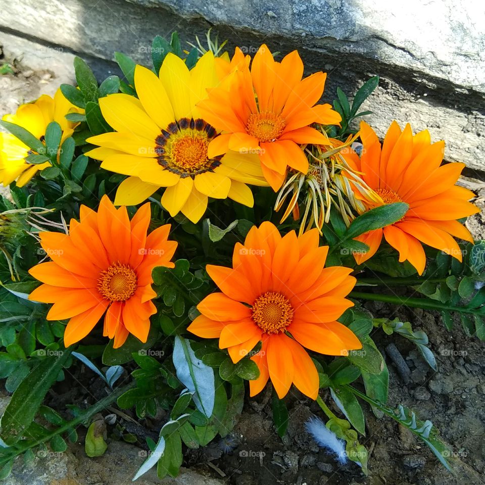 beautiful sun flowers