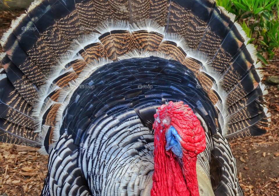 American Wild Turkey
