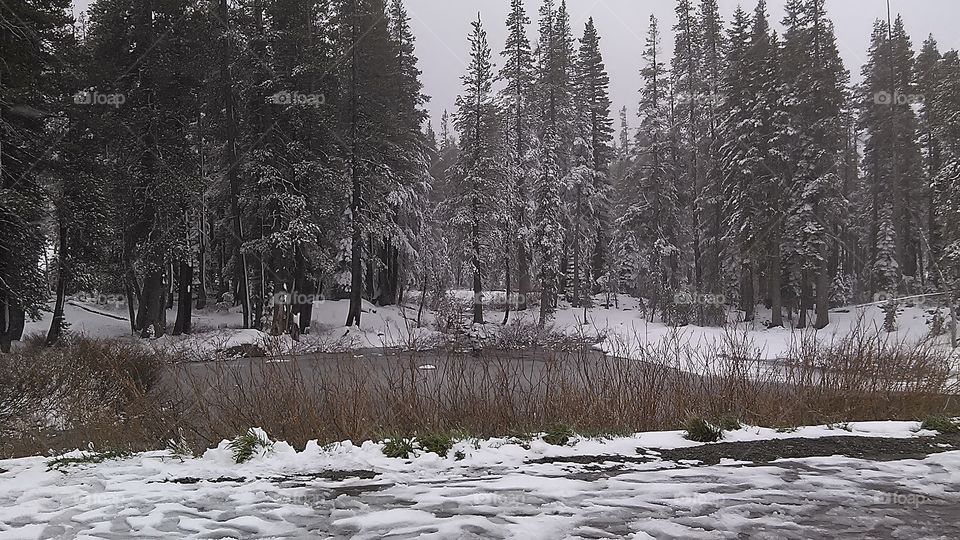 snow covers the pine trees and surrounds the icy lake. winter is here, the cold surrounds us but keeps us warm with its beauty.