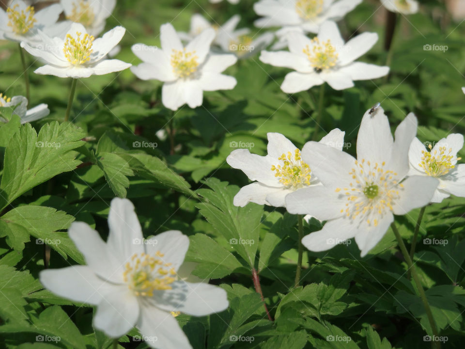 Wood anemones