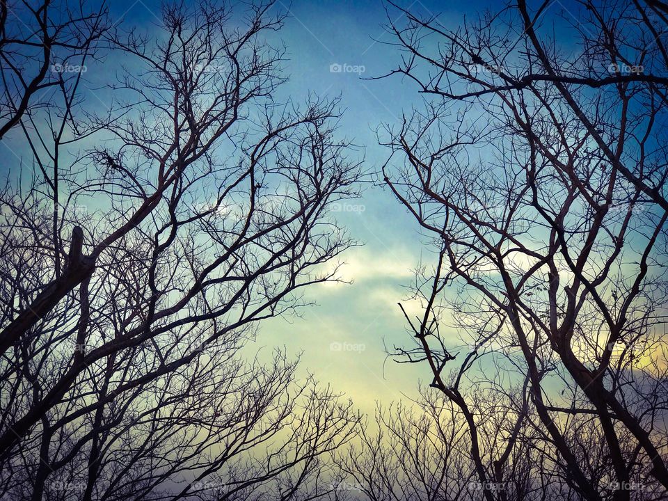 Leafless branches of trees in fall season with sky and cloud background