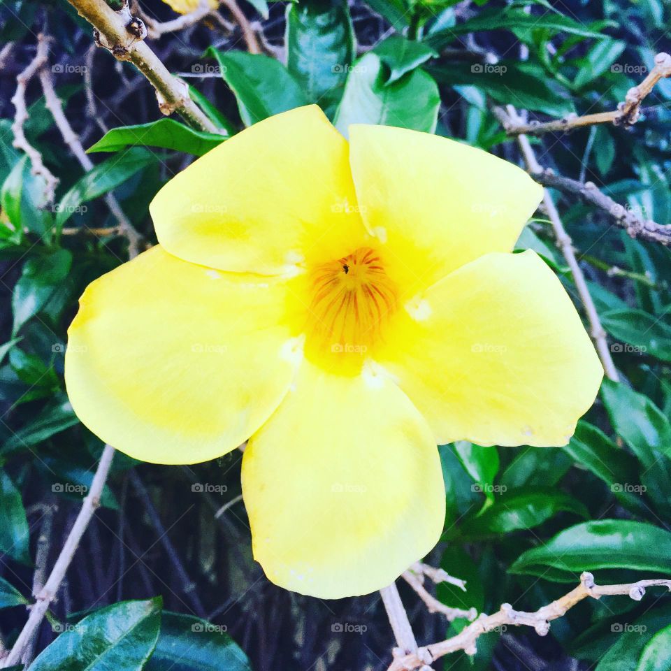 🌹 🇺🇸 Very beautiful flowers to brighten our day.  Live nature and its beauty. Did you like the delicate petals? / 🇧🇷 Flores muito bonitas para alegrar nosso dia. Viva a natureza e sua beleza. Gostaram das pétalas delicadas? 
