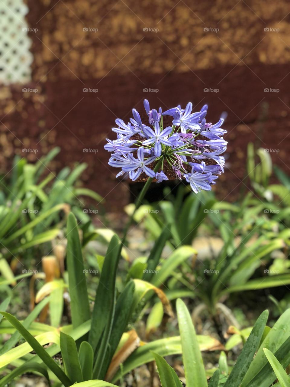 A beauty flower !! ✨