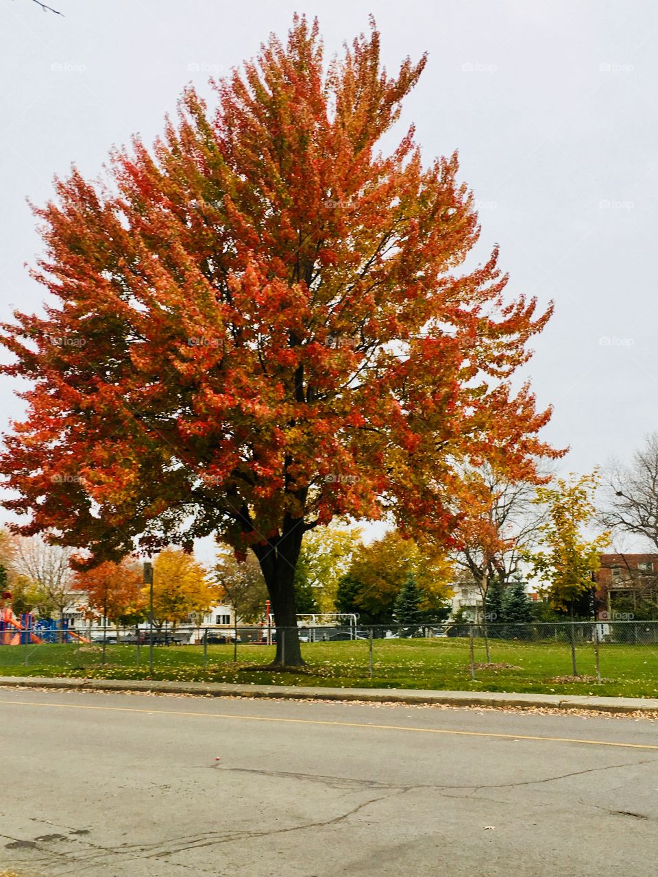 Autumn Tree01-Octobre 26 2016, Montreal, Quebec, Canada