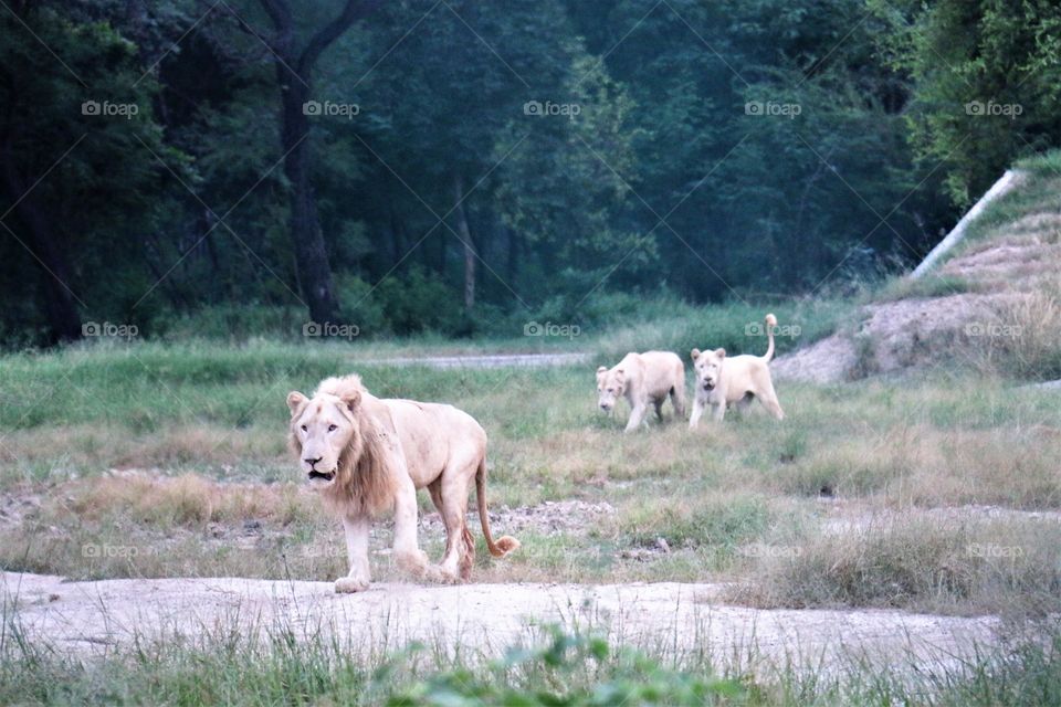 White Lion Lahore Zoo