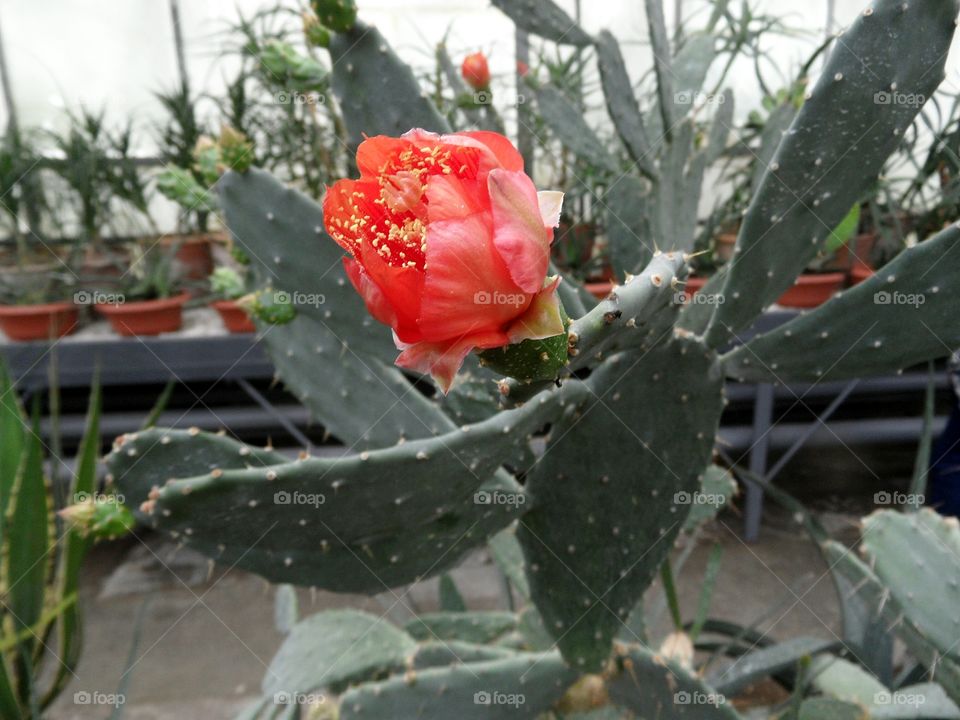 Blossomed cactus