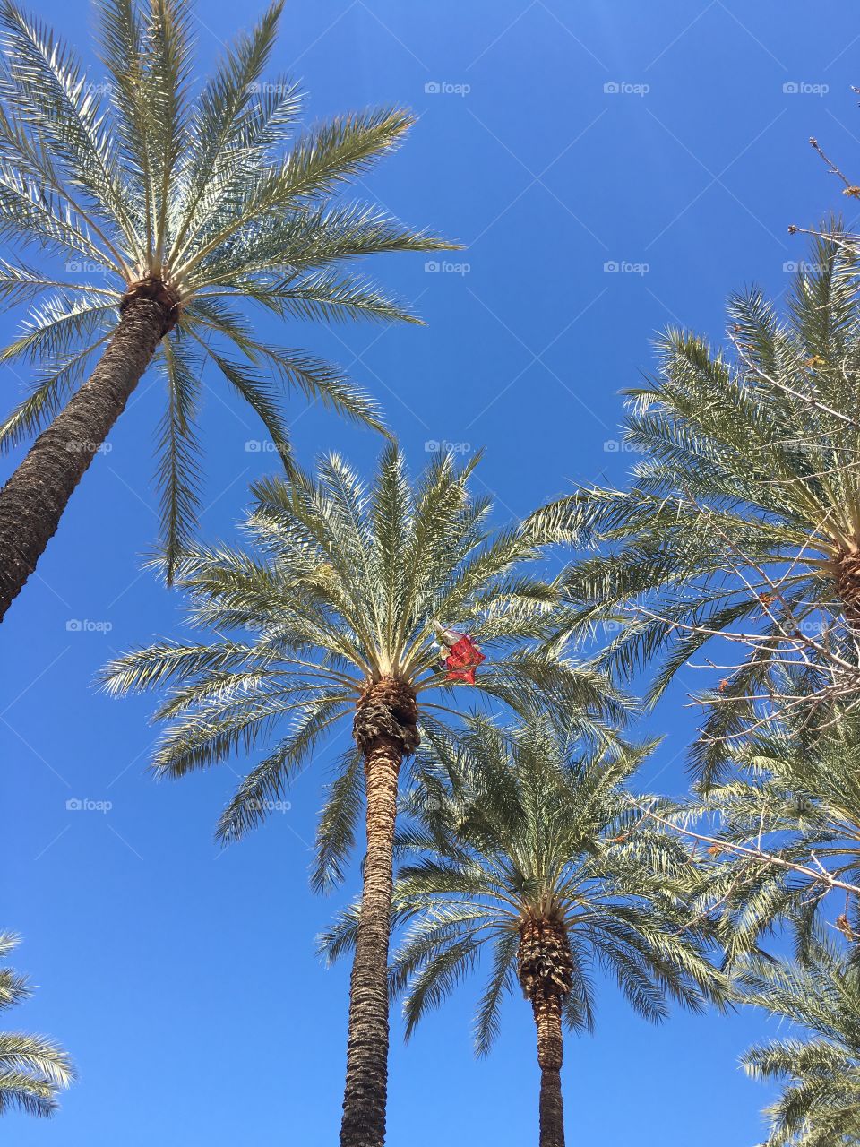 Balloon stuck in Palm tree