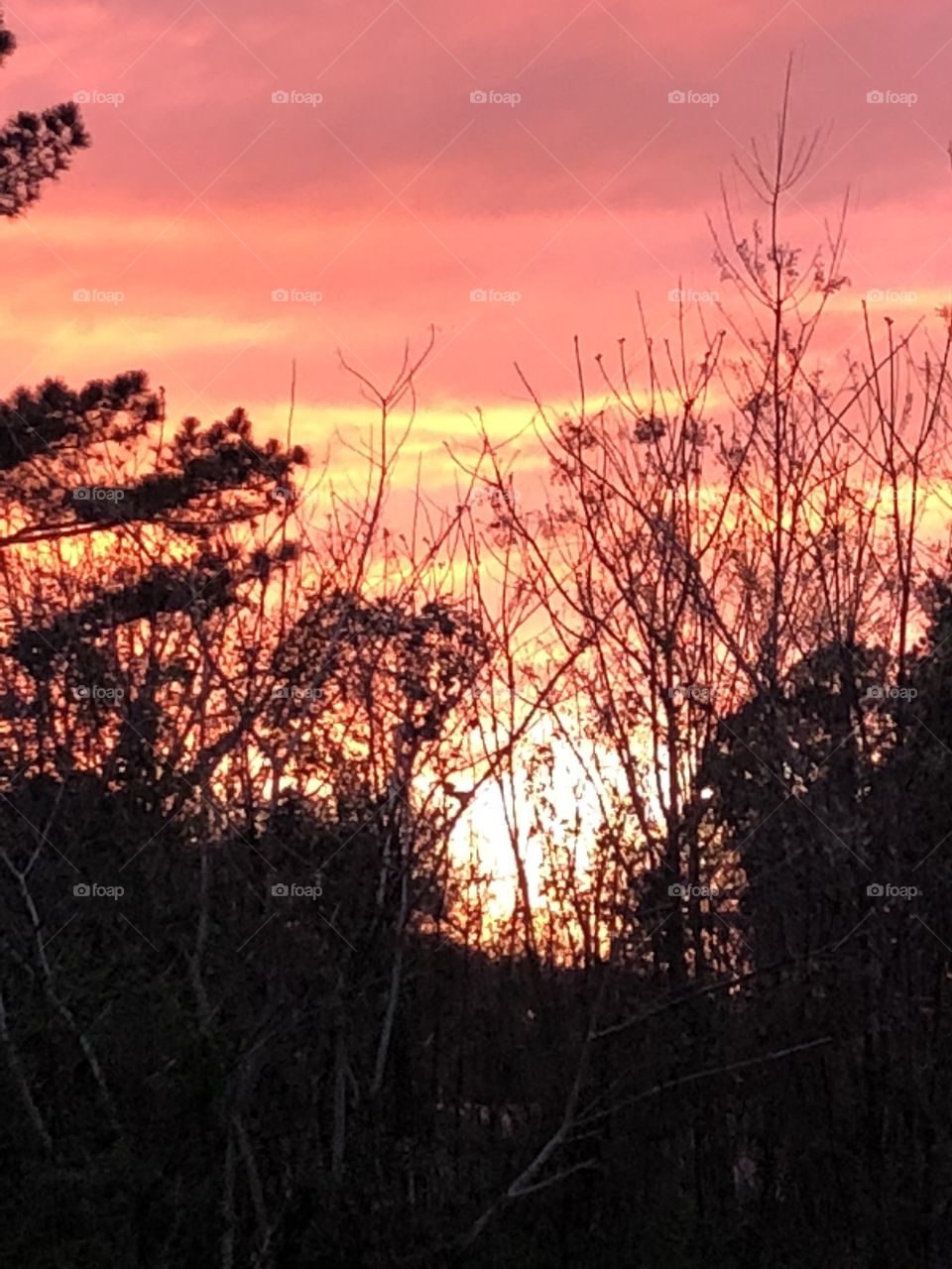 Gorgeous orange fiery and gold sunset with trees and branches making a very beautiful photo. 