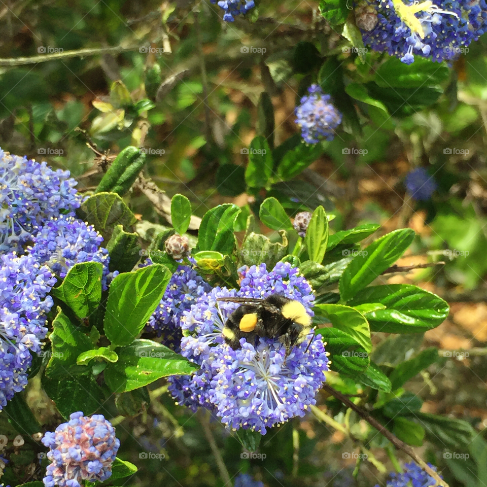 Blooming soapbush with bumblebee 