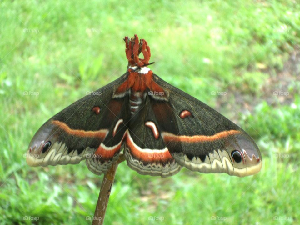 These moths live for only a few days.  They're born, they mate, they die.  They serve no purpose except to be exceedingly beautiful.