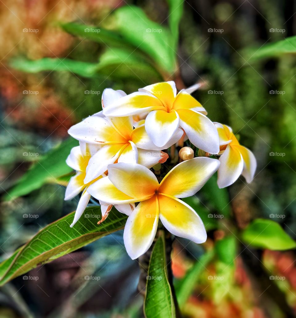 PlantsOf The USA Foap Mission! Close Shot With Blurred Background Of Brightly Colored Yellow And White Plumerias With Red Centers🌱