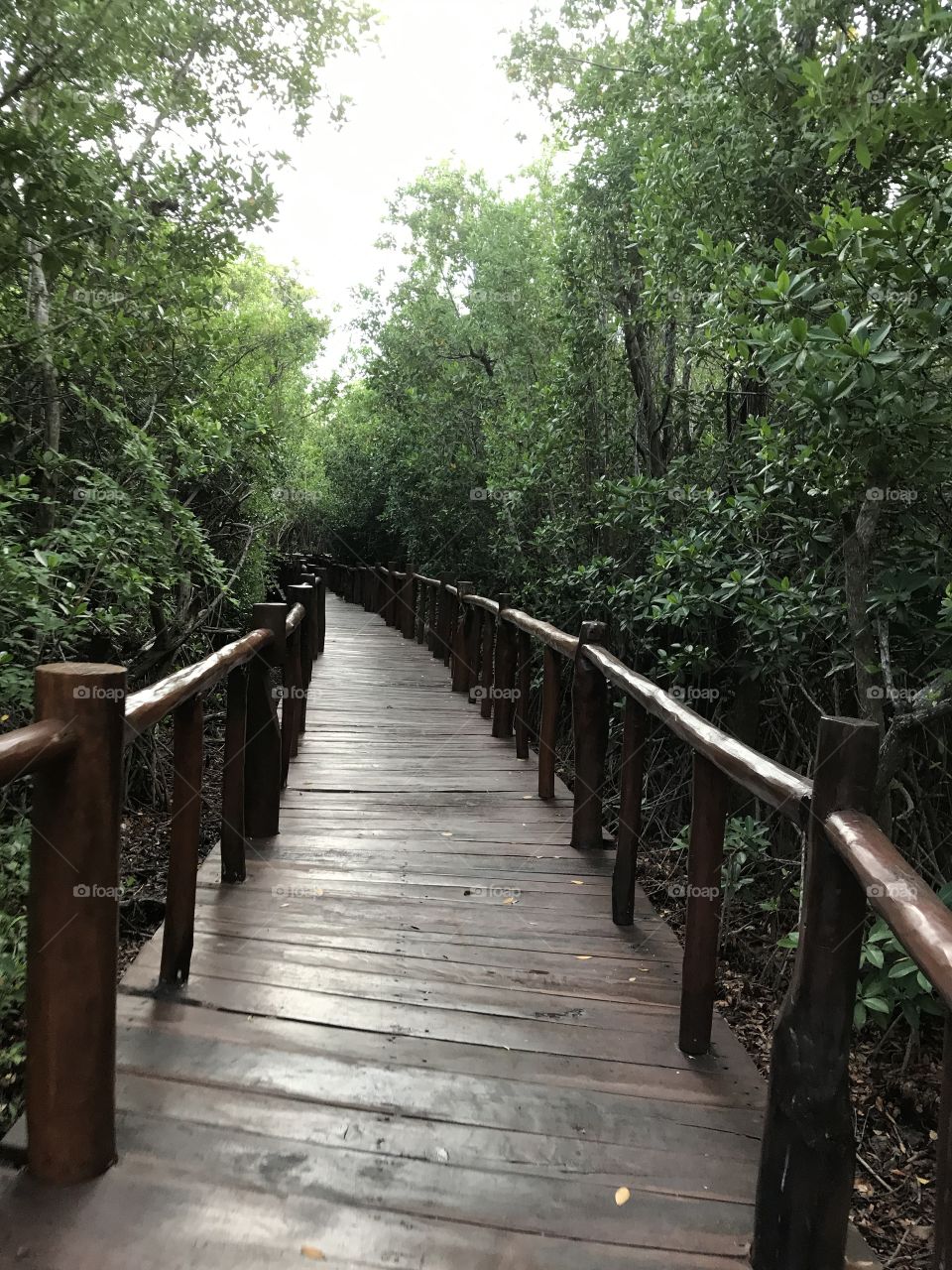 Walkway through nature