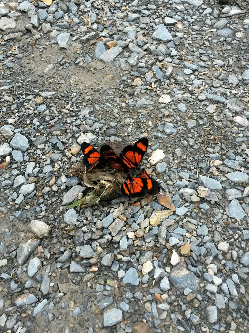butterfly family