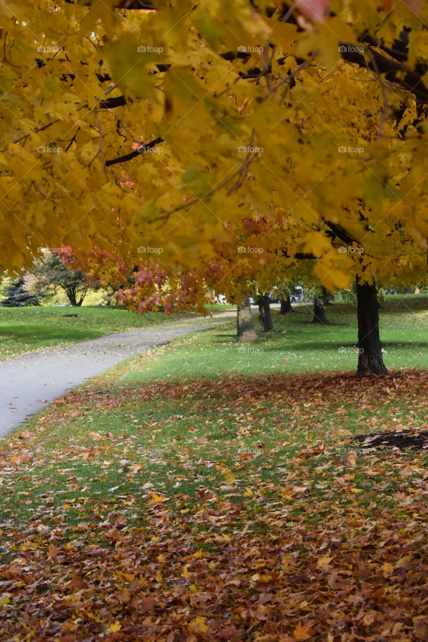 The leaves falling and trees changing color 