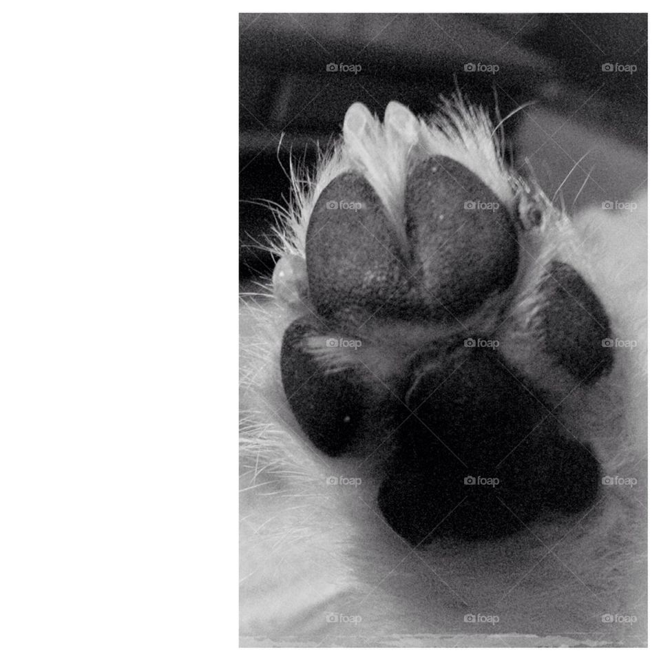 paw