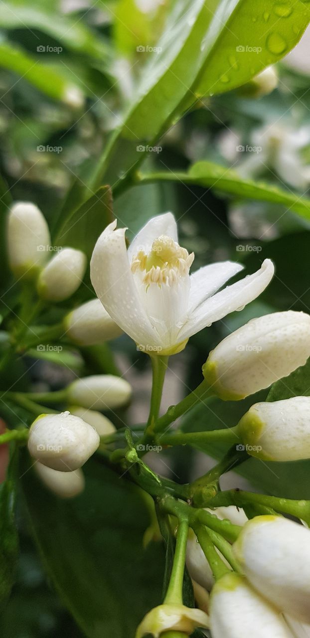 spring flower blooming