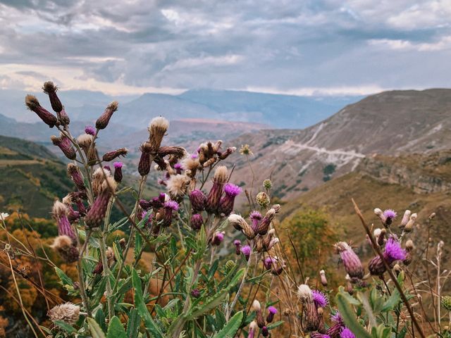 flowers and mountains