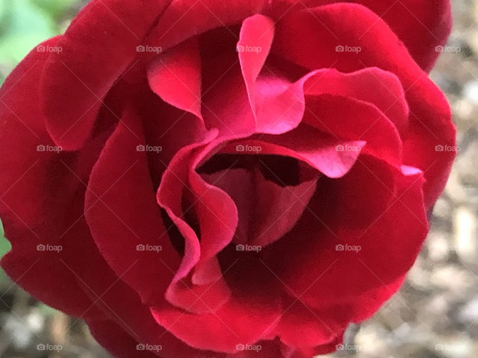 Springtime delicate rose