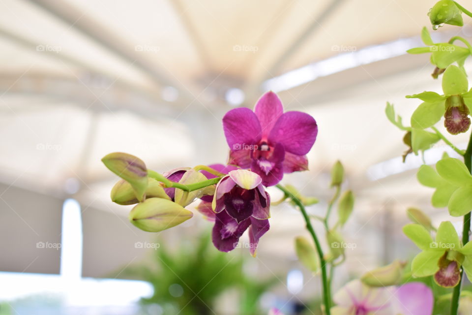 Orchid flowers in nursery shop at Diyatha Uyana, Sri Lanka.