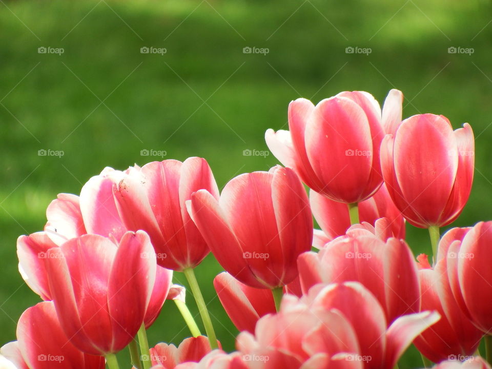 red and white peppermint tulips