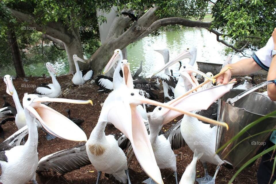 Pelicans Feeding