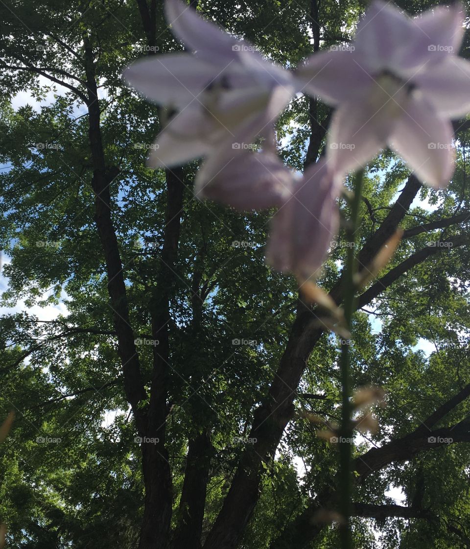 Out of focus purple flower. Crisp clear tree in background 
