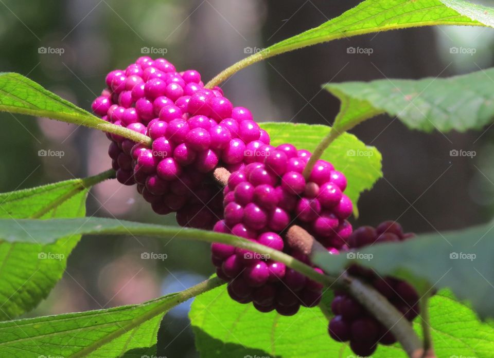 Beauty berries in the sun