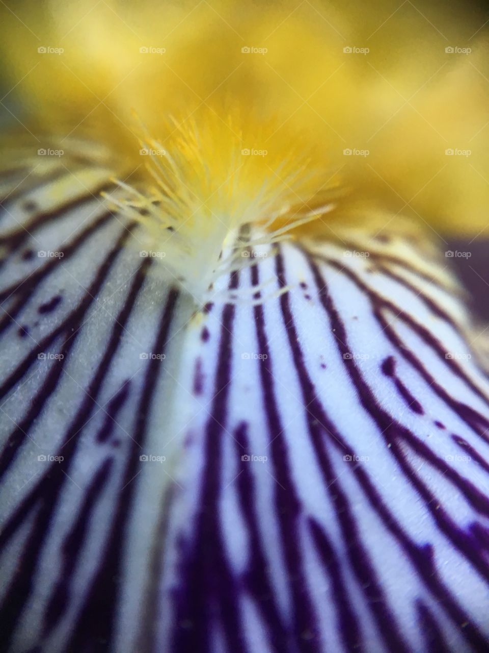 Iris closeup