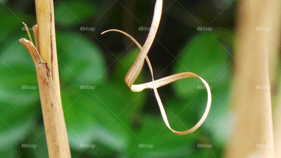 Close-up of a stem shaving