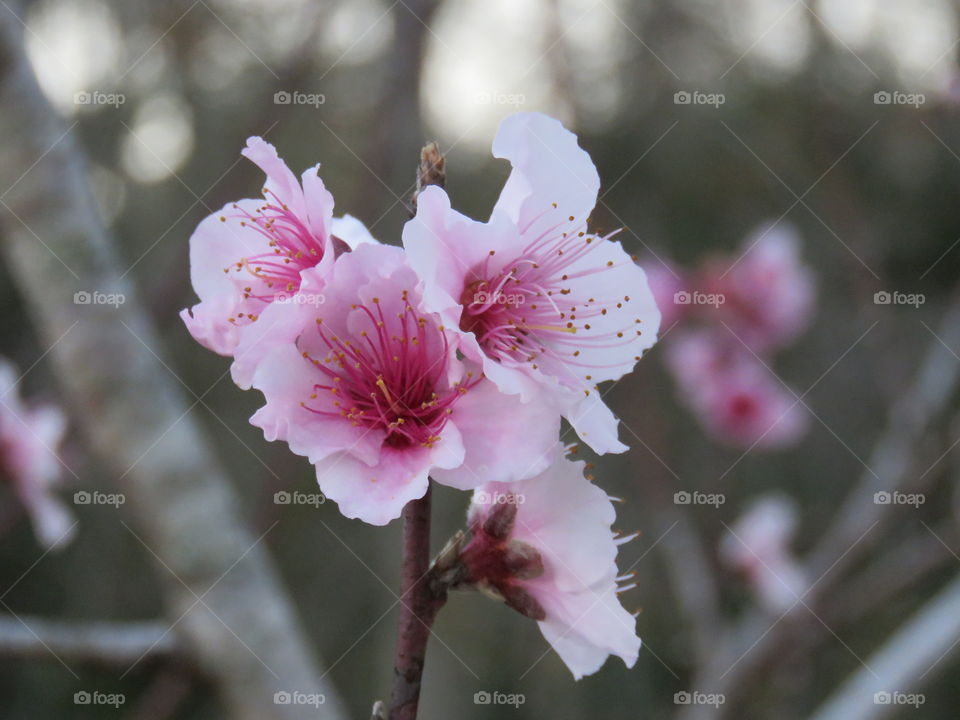 peach flowers