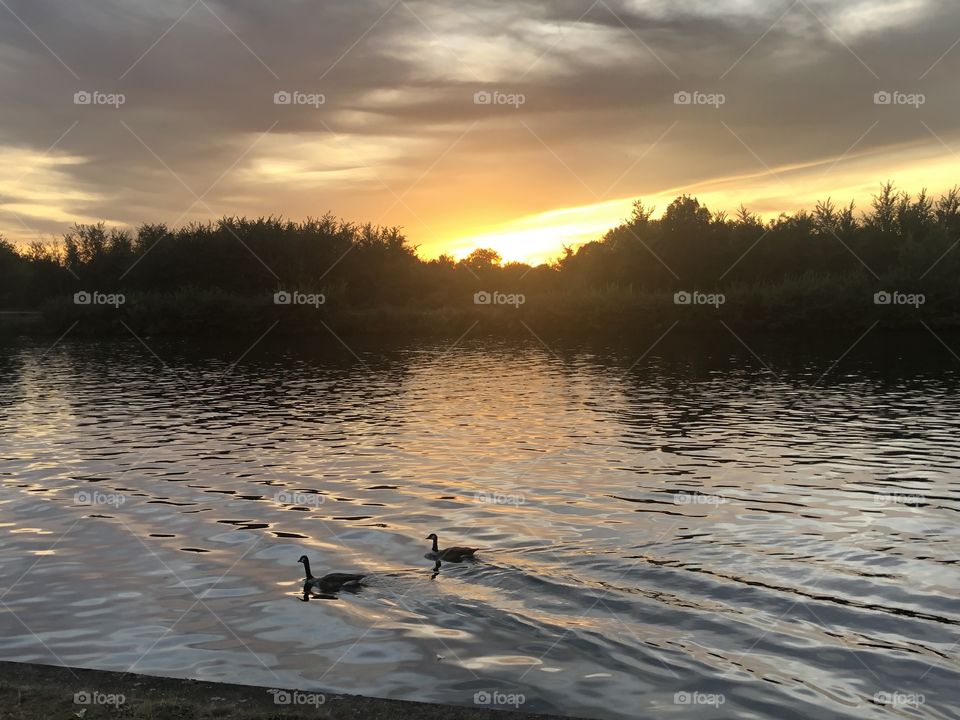 Swans in the river Thames with a sunset in the background as it gets darker. The sky is changing colour
