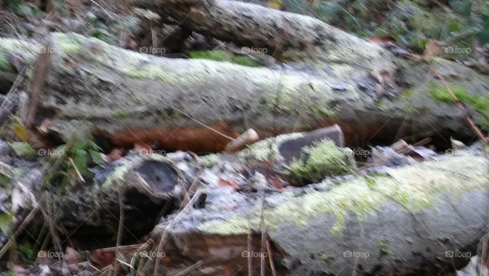 Frozen Tree Trunks