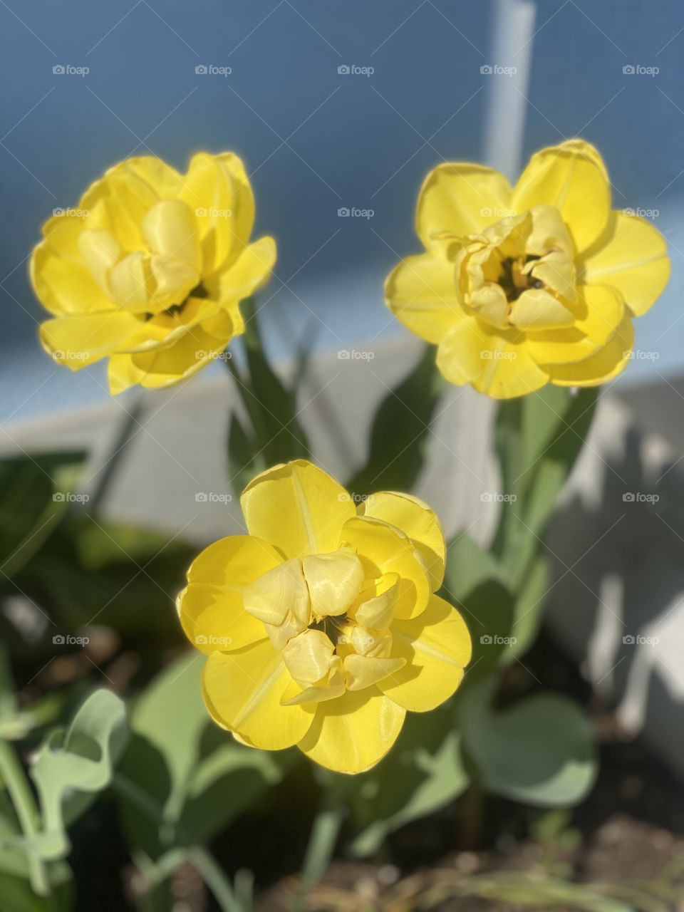 spring flowers, holiday flowers, flowers as a gift, colorful flowers, roses, daffodils, yellow flowers, shop flowers, fresh flowers, nature, flowers in a pot, flowers grow
