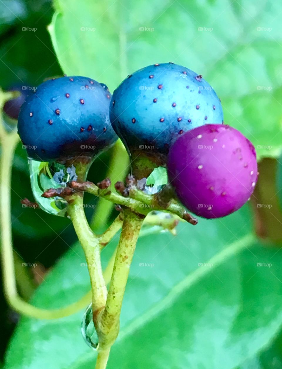 Amur peppervine