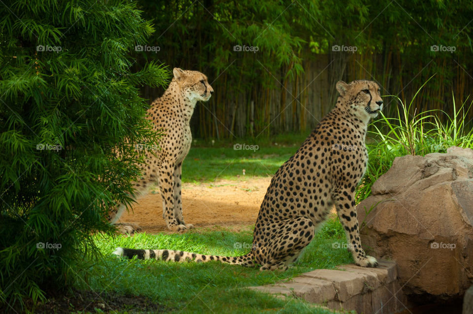 Sister Cheetahs