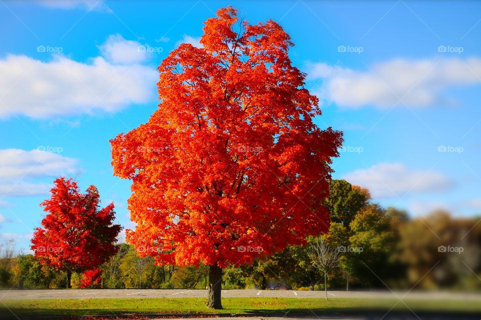 autumn trees at their peak color