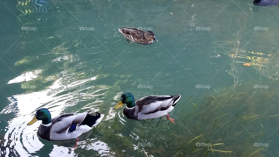 Beautiful ducks