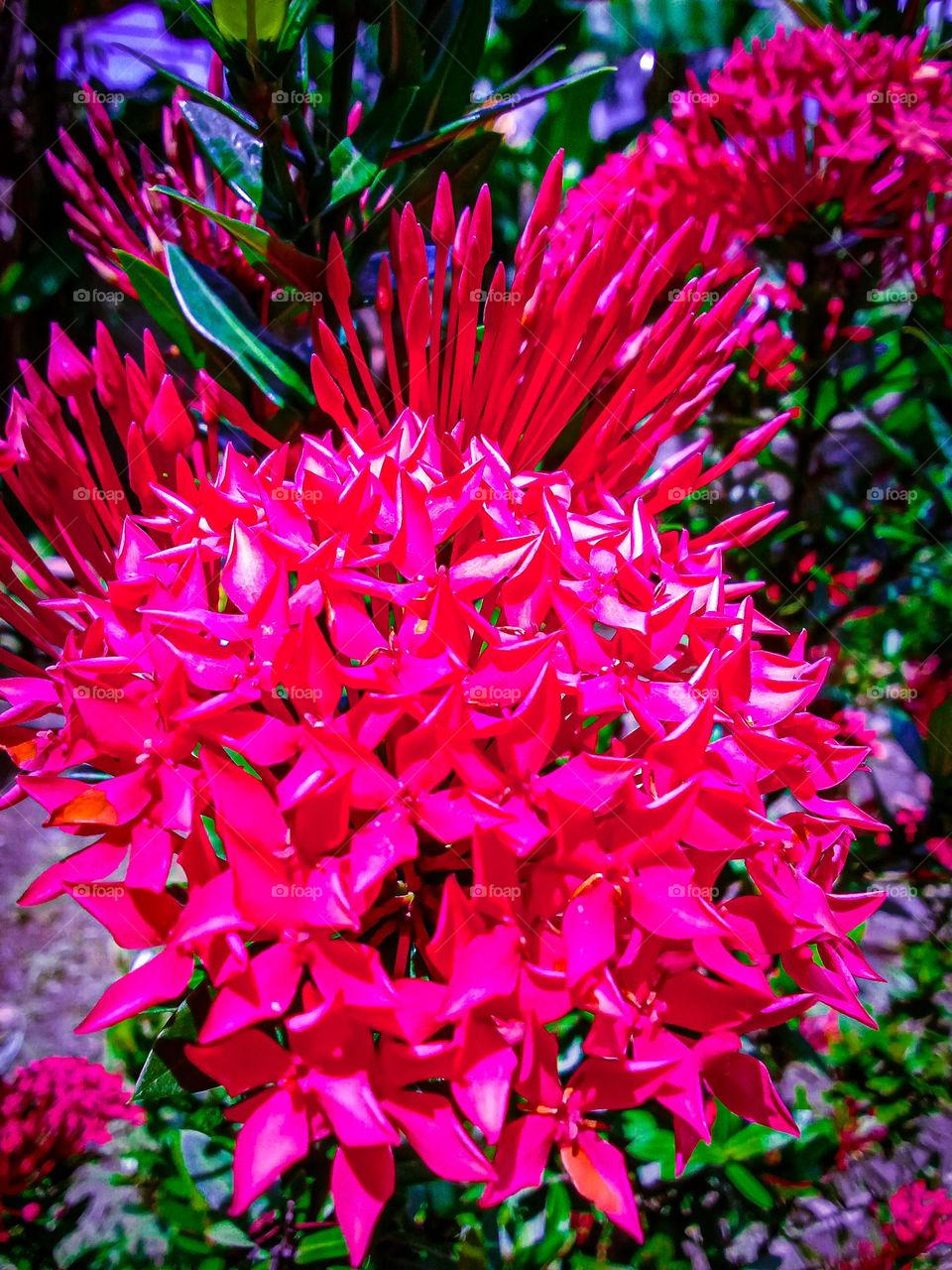 beautiful colored blooms